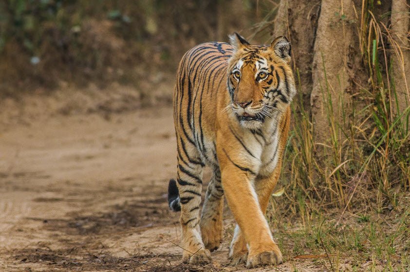 Jim Corbett National Park, Uttarakhand, India
